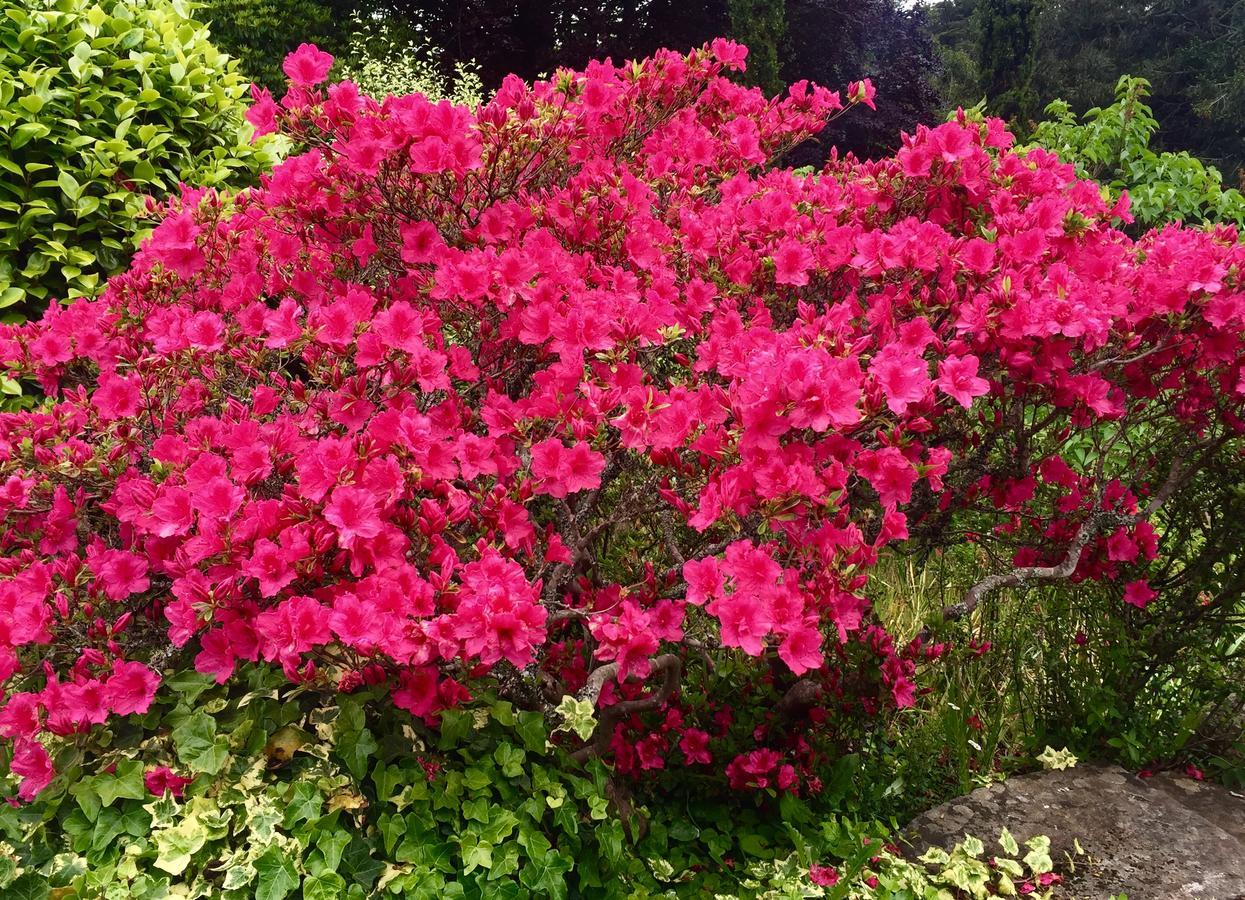Quinta Das Faias Camacha  Bagian luar foto