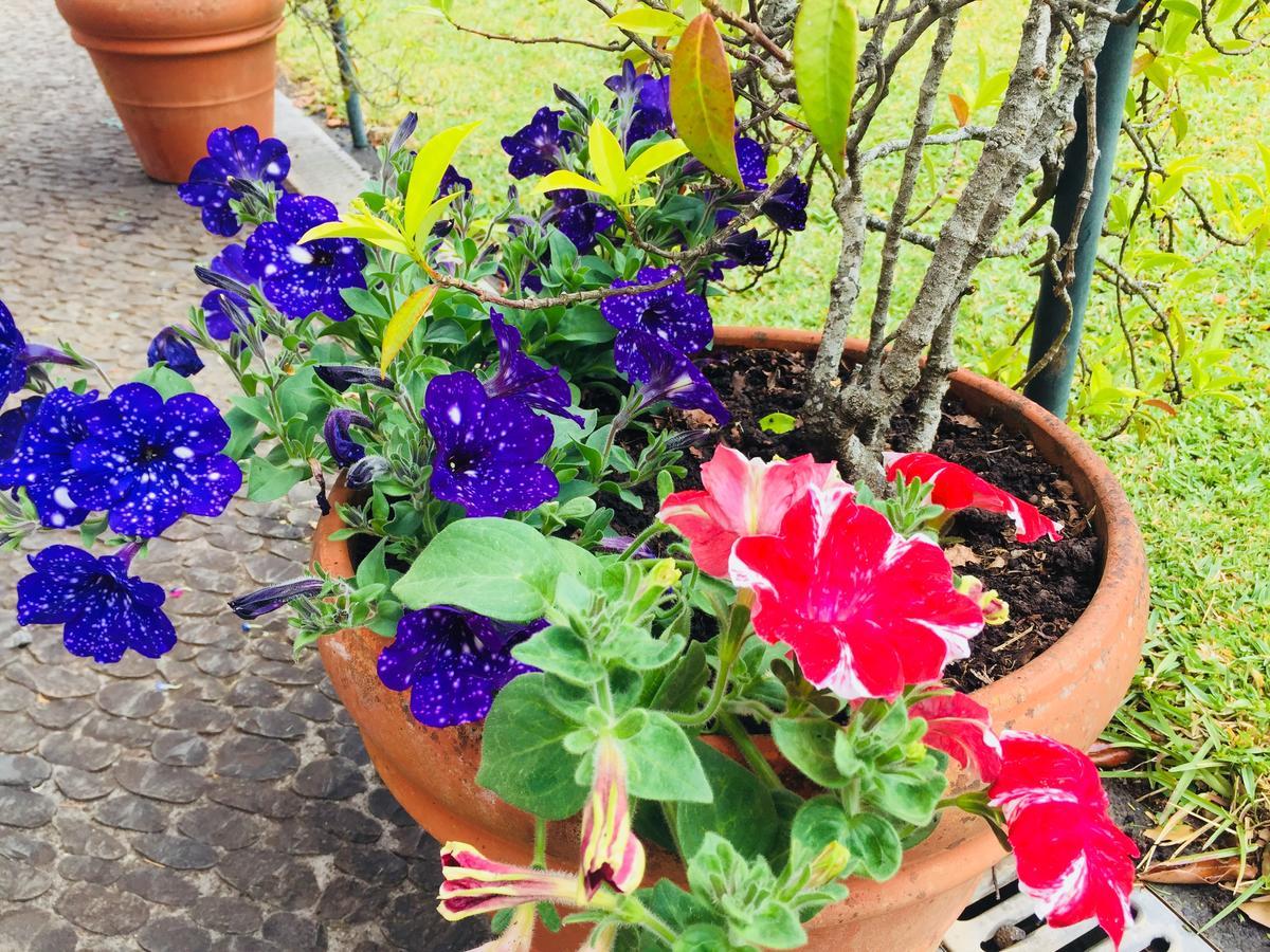 Quinta Das Faias Camacha  Bagian luar foto