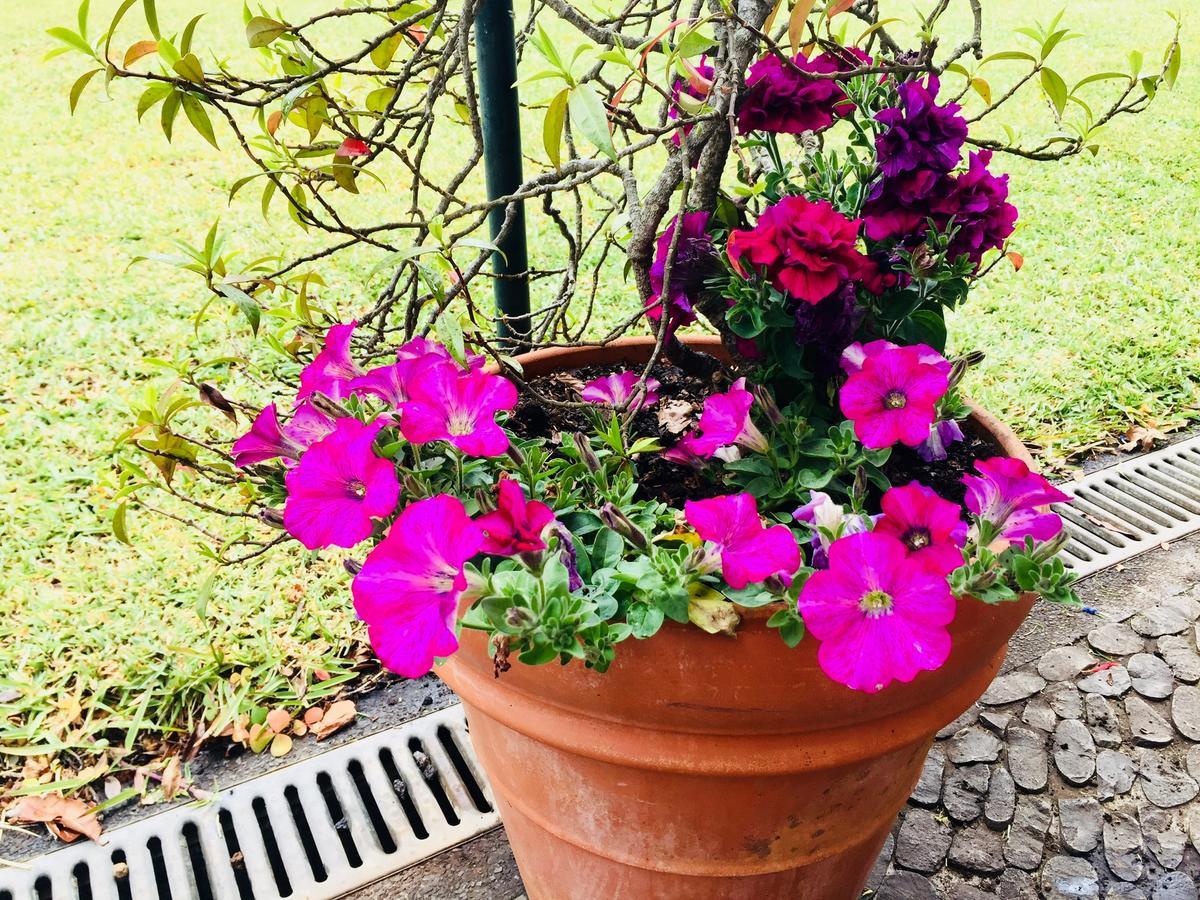 Quinta Das Faias Camacha  Bagian luar foto